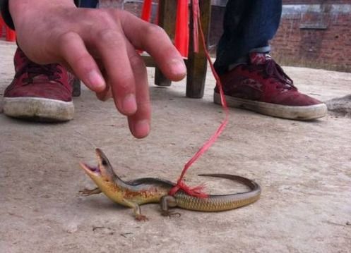 农村常见宠物蛇，红蛇有毒需谨慎。