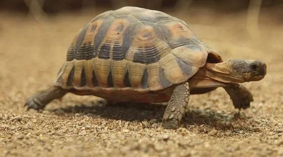 欧洲陆龟的挑选技巧，来这看看就知道啦~