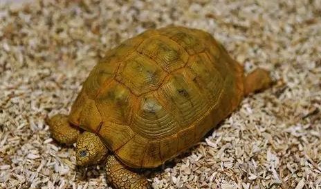 欧洲陆龟的挑选技巧，来这看看就知道啦~