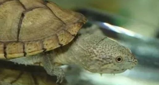 瓦哈卡泥龟的挑选技巧，你学会了吗？