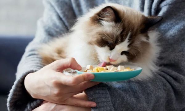 Natural Pet宠物食品：开启宠物健康饮食新篇