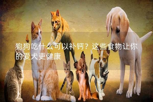 狗狗吃什么可以补钙？这些食物让你的爱犬更健康