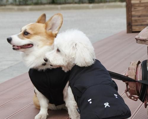 狗狗衣服变小了怎么调整？有效方法有哪些？