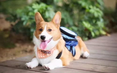 宠物狗有很大味道怎么办