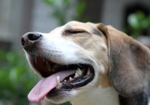 宠物狗口里有味道怎么办