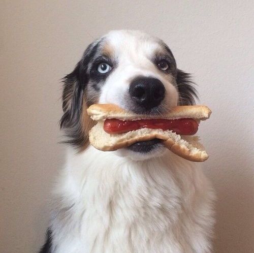 宠物小狗消化不良，调整饮食助消化。