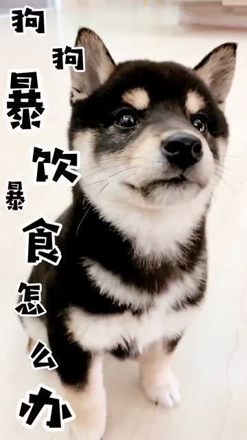 宠物小狗消化不良，调整饮食助消化。