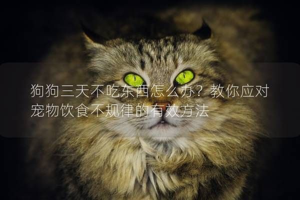 狗狗三天不吃东西怎么办？教你应对宠物饮食不规律的有效方法