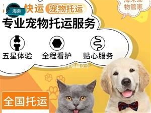 海荣宠物托运管家服务