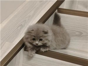 精品蓝猫崽崽短毛弟弟反祖长毛妹妹
