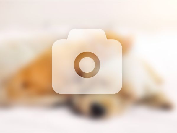 本人想寻找幼泰迪