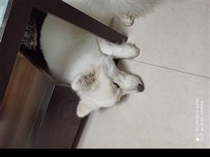 出售两岁母萨摩耶