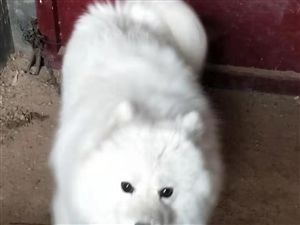 由于搬家，忍痛割爱，纯正的萨摩耶