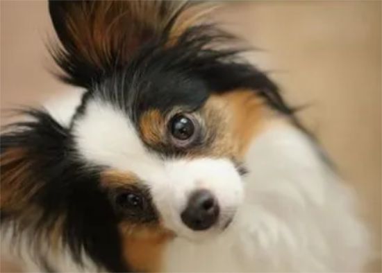 蝴蝶犬吃什么营养品？吃什么比较补？