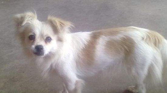 蝴蝶犬吃什么营养品？吃什么比较补？