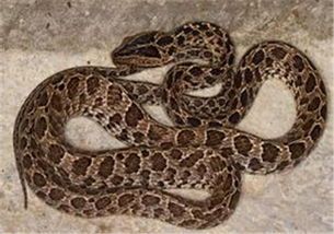 林蛇宠物吃什么食物？