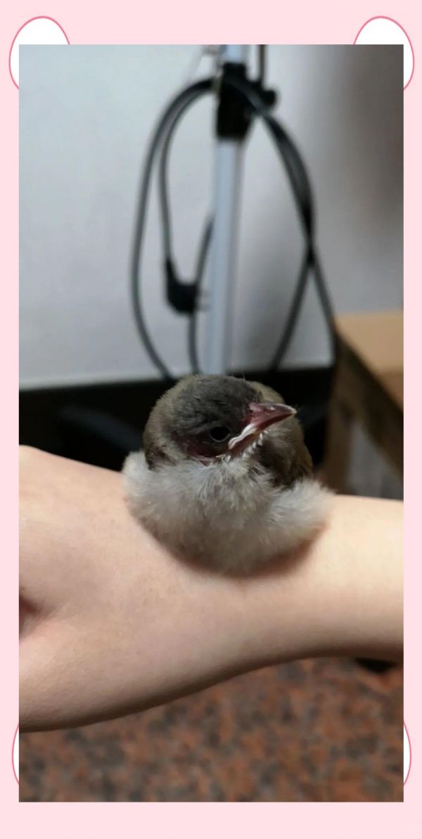 鸟类日常饮水的管理要点