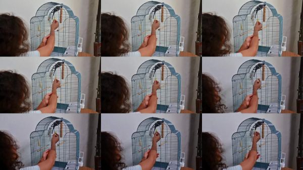 在家中，孩子在笼子里喂宠物鸟，展示了与可爱的家庭宠物之间温馨的互动，营造出轻松的家庭氛围。