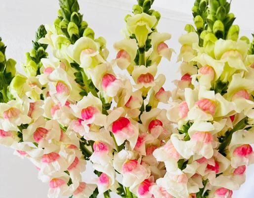 草金鱼的饲养方法和常见问题解答？