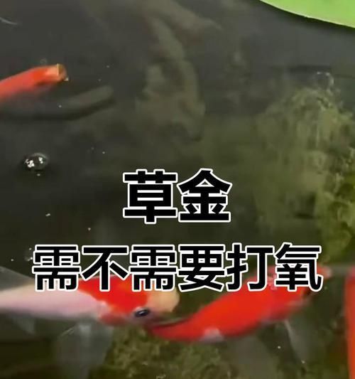 草金鱼的饲养方法和常见问题解答？
