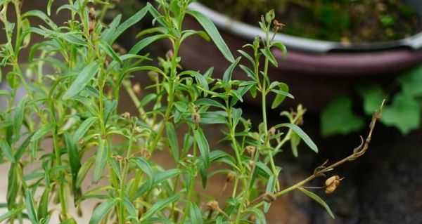 草金鱼的饲养方法和常见问题解答？