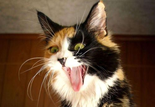 耐心引导，细心呵护，改善猫咪脾气。