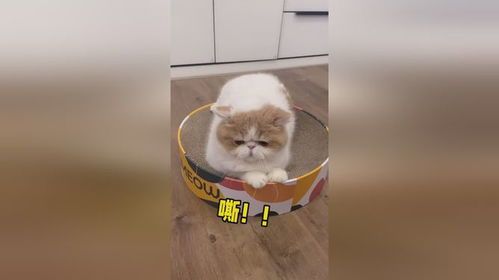 训练猫定点排泄，耐心引导是关键。