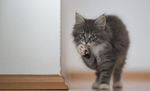 用正确引导和行为训练纠正猫咪错误