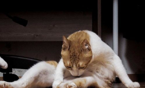 用正确引导和行为训练纠正猫咪错误