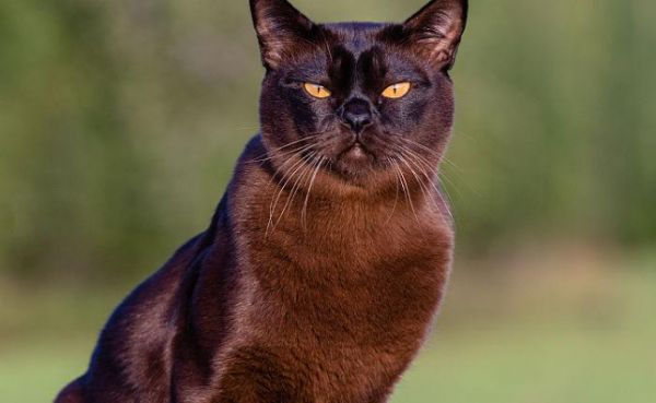 关于缅甸猫的训练特性与行为引导，可以了解一下