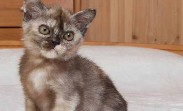 关于缅甸猫的训练特性与行为引导，可以了解一下