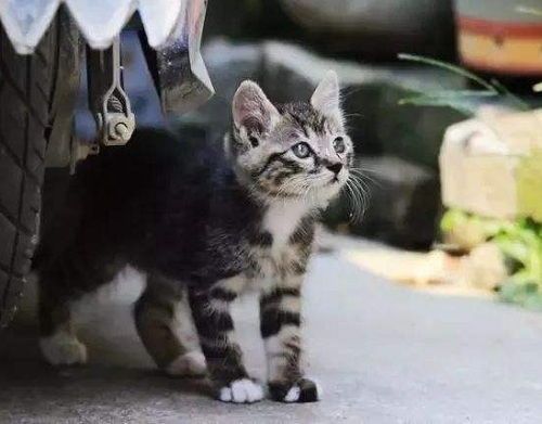 巧妙引导，避免猫咪攻击行为。