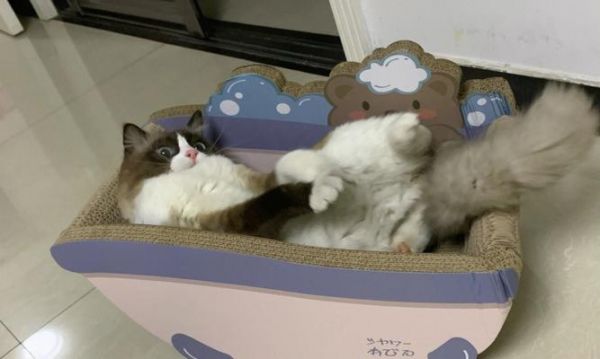 猫咪是否会用猫抓板（探究猫咪抓板行为的原因与方法）
