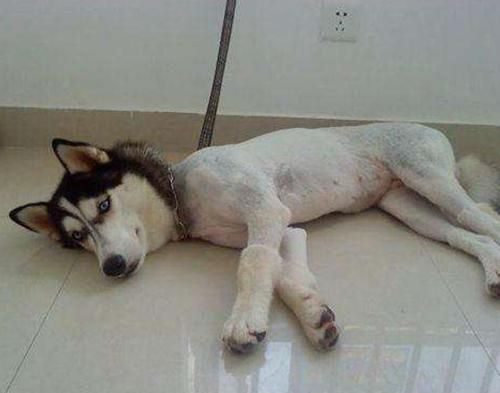 老年宠物狗掉毛怎么办