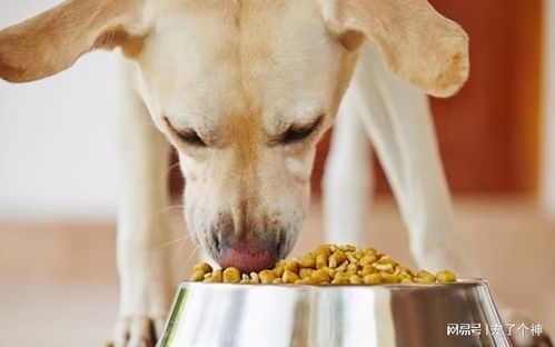 怎么样喂食宠物狗吃东西
