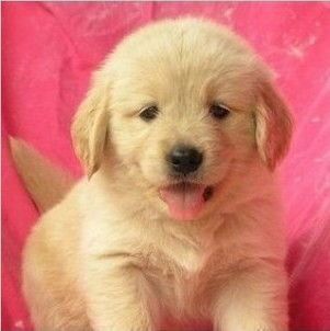 宠物狗吃食怎么做的好吃