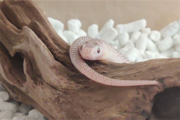 蛇蜕皮的原因是什么?蛇蜕皮需要多长时间?