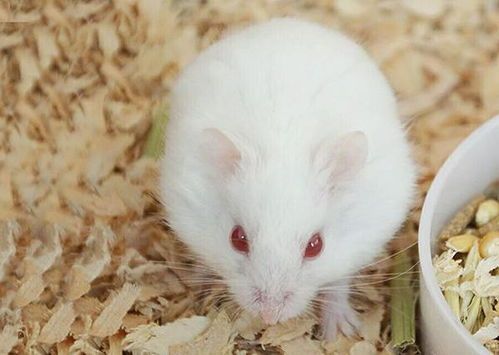 仓鼠身上红虫子是何原因？