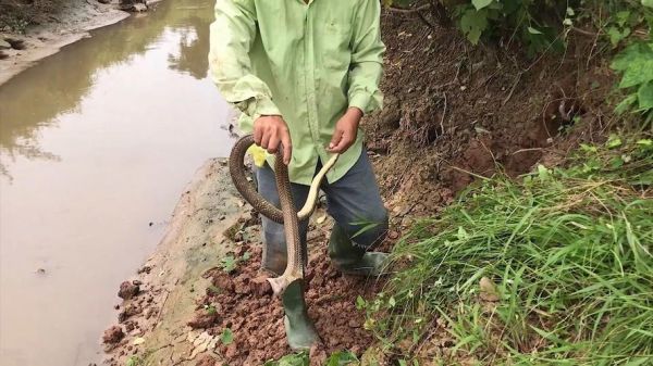 野外抓到眼镜蛇判几年,严惩非法捕猎野生动物,保护生态平衡