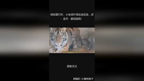 得知要打针，小老虎吓得连连后退，虎：走开，都别碰我！