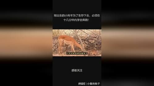 刚出生的小羚羊为了生存下去，必须在十几分钟内学会奔跑！