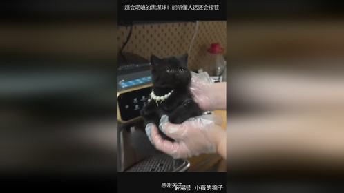 超会唠嗑的黑煤球！能听懂人话还会接茬