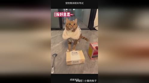 宠物集体期末考试