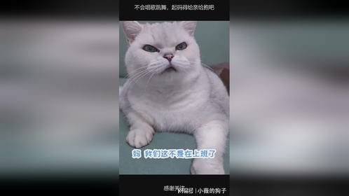 不会唱歌跳舞，起码得给亲给抱吧