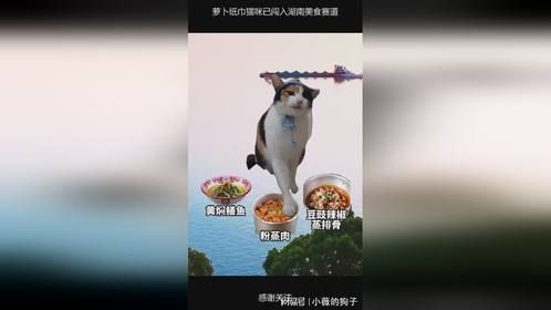 萝卜纸巾猫咪已闯入湖南美食赛道