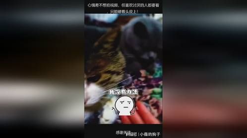 心情差不想拍视频，但喜欢讨厌的人都要看，只能硬着头皮上！