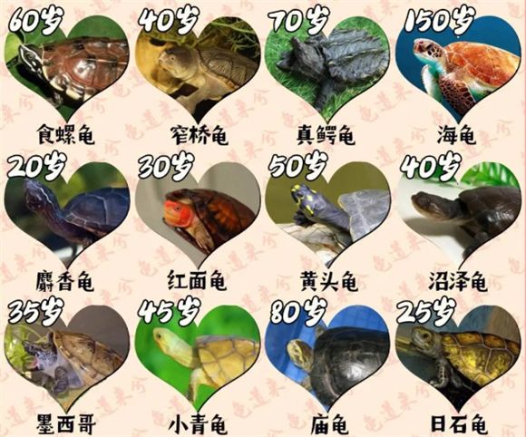 龟的食物与长寿的关系