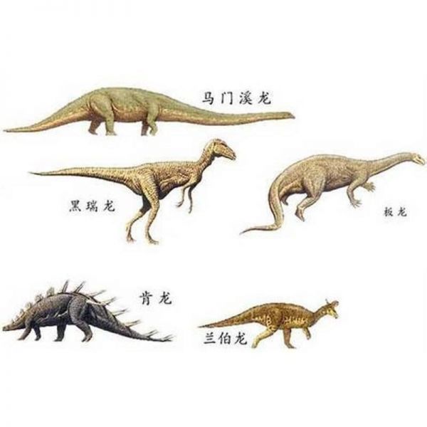 棘龙的食物是什么:棘龙的生活习性