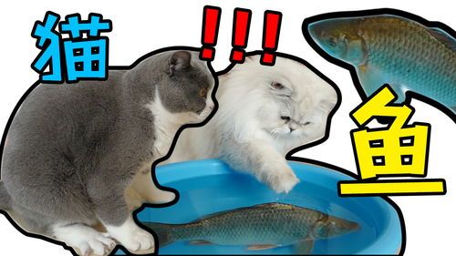 怎么让宠物猫吃鱼