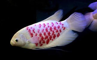 观赏鱼饲料适用食用鱼吗？教程分享！